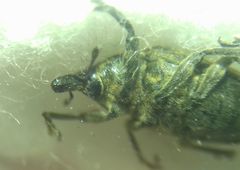 Larinus