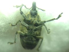 Larinus