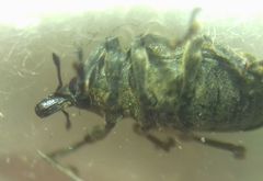 Larinus