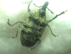 Larinus