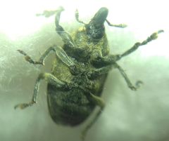 Larinus