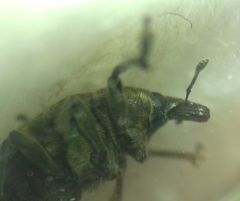 Larinus