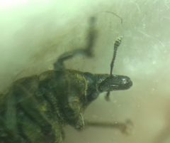 Larinus