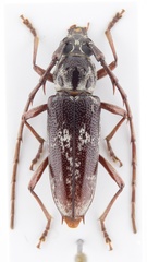 Elaphidion irroratum