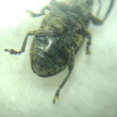 Larinus