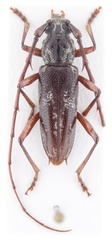 Elaphidion irroratum