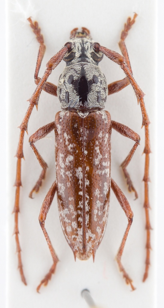Elaphidion splendidum