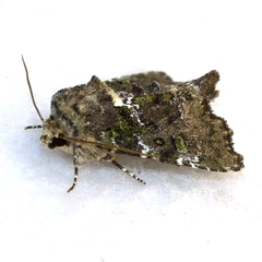 Oligia chlorostigma