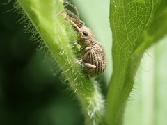 Calomycterus setarius