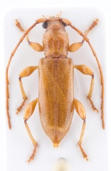 Curtomerus flavus