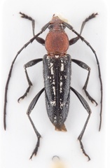 Trichrous irroratus