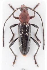 Trichrous irroratus
