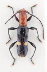 Hormathus cinctellus