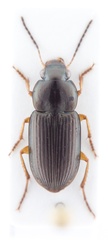Selenophorus discopunctatus