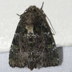 Oligia chlorostigma