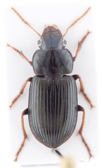 Selenophorus fabricii