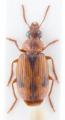 Plochionus