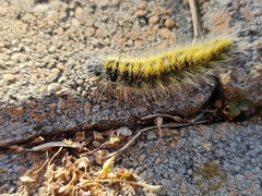 Bombycomorpha bifascia