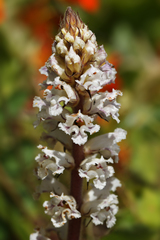 Orobanche crenata