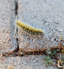 Bombycomorpha bifascia