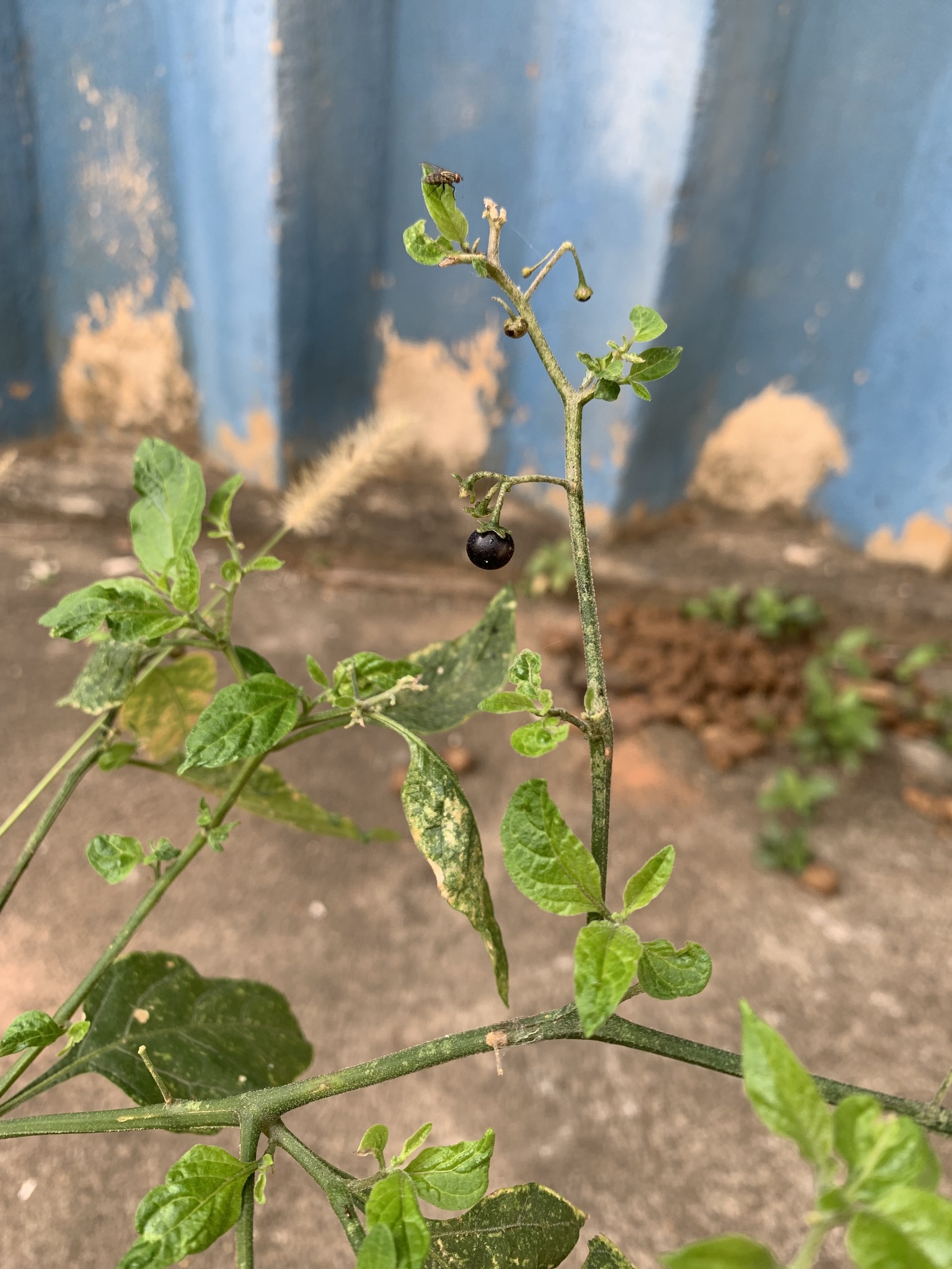 Solanum americanum