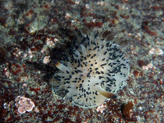 Acanthodoris rhodoceras image