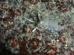 Apata pricei