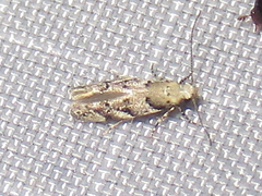 Coleotechnites australis