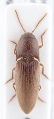 Glyphonyx fusculus