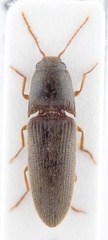 Glyphonyx fusculus