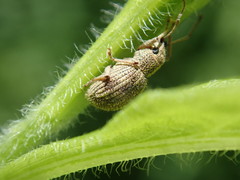 Calomycterus setarius