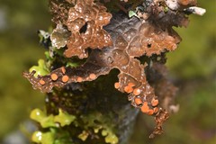 Lobaria anthraspis