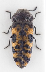 Acmaeodera marginenotata