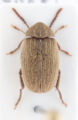 Amblycerus sallei
