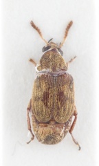 Mimosestes insularis