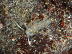 Apata pricei