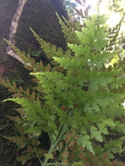 Asplenium scandicinum