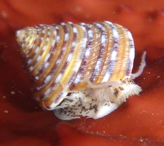 Calliostoma tricolor