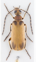 Pseudozonitis marginata