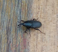 Sphenophorus striatopunctatus