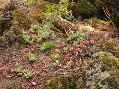 Sedum oregonense