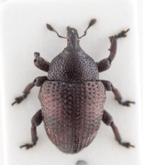 Sternechus insularis