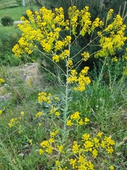 Isatis tinctoria