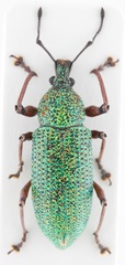 Kosmimodes howdenae