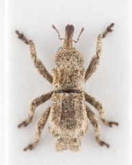 Lembodes solitarius