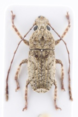 Toxonotus
