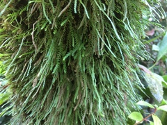 Cochlidium serrulatum