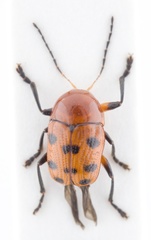 Cryptocephalus rubricus