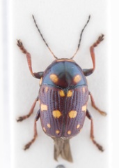 Cryptocephalus nigrocinctus