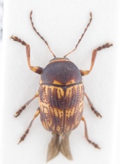 Cryptocephalus strigicollis